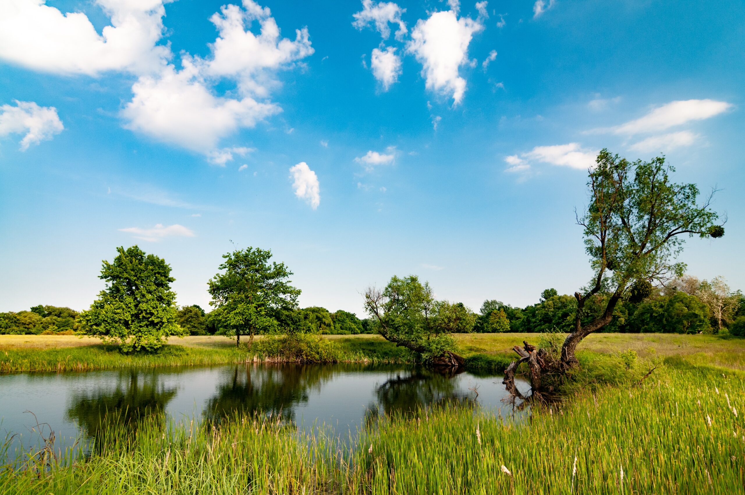sunny summer landscape with a beautiful forest